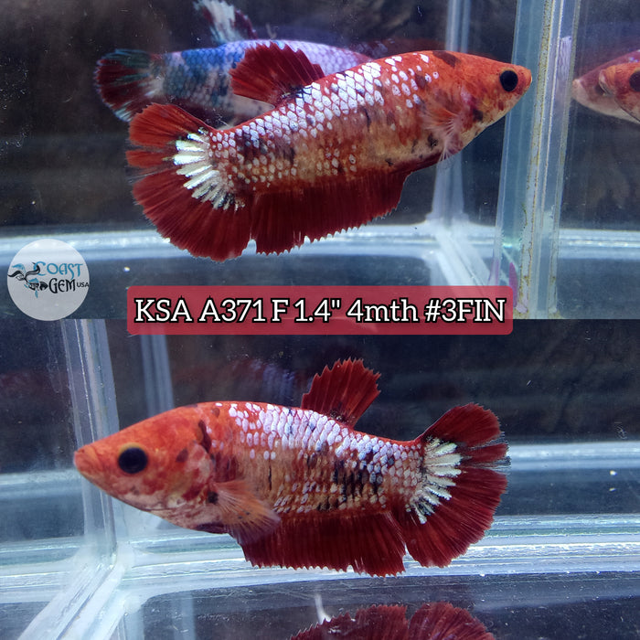 Live Female Betta Fancy Red Koi Plakat (KSA-A371) High quality what you see what you get!!