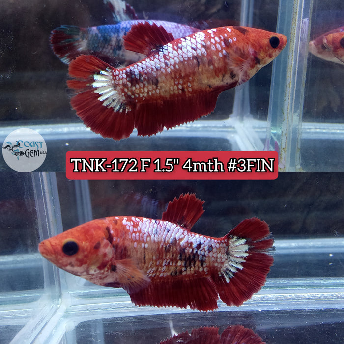 Live Female Betta Red Koi metallic Plakat (TNK-172) S062 High quality what you see what you get!!