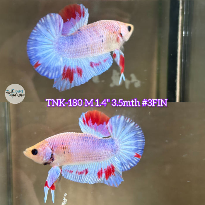 Live Male Betta Fancy marble Plakat (TNK-180) High quality what you see what you get!!