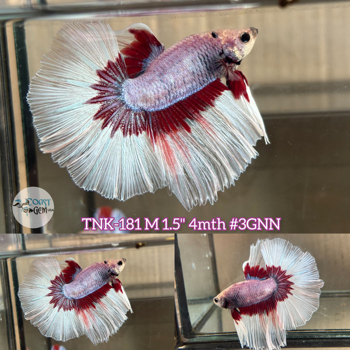 Live Male Betta Violet Butterfly Halfmoon (TNK-181)S202 High quality what you see what you get!!