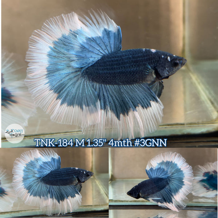 Live Male Betta Steel blue Butterfly Halfmoon (TNK-184)S123 High quality what you see what you get!!