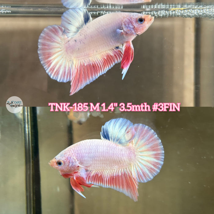 Live Male Betta Fancy Sweet Pastel Plakat (TNK-185) High quality what you see what you get!!