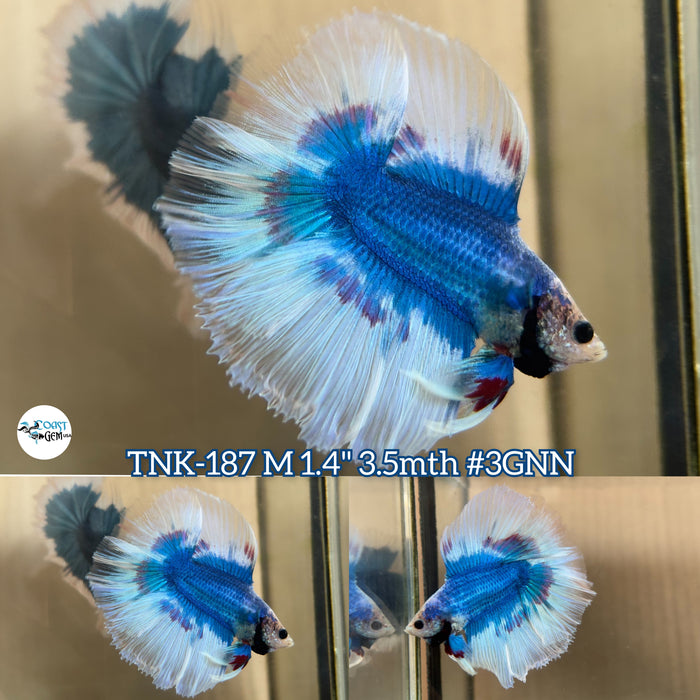 Live Male Betta Fancy Blue Pattern Doubletail Halfmoon (TNK-187)S194 High quality what you see what you get!!