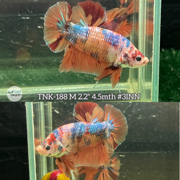 Live Male Betta Giants Nemo Metallic Plakat (TNK-188) High quality what you see what you get!!