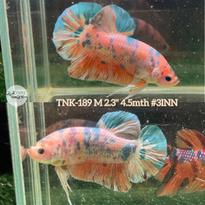 Live Male Betta Giants Candy Plakat (TNK-189) High quality what you see what you get!!