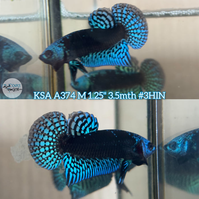 Live Male Betta Blue-Black Samurai Alien Wild Plakat (KSA-A374) High quality what you see what you get!!