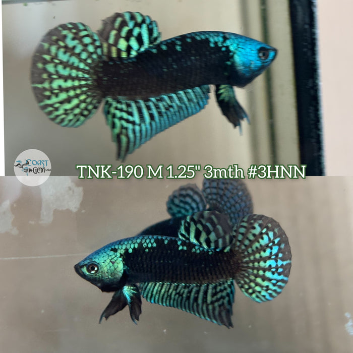 Live Male Betta Green-Black Samurai Alien Wild Plakat (TNK-190) High quality what you see what you get!!