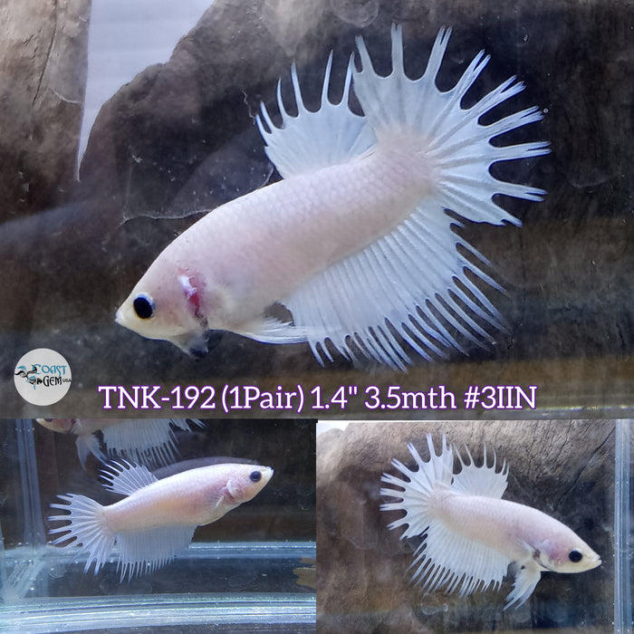 Live 1Pair Betta Platinum white Crowntail Plakat (TNK-192) High quality what you see what you get!!