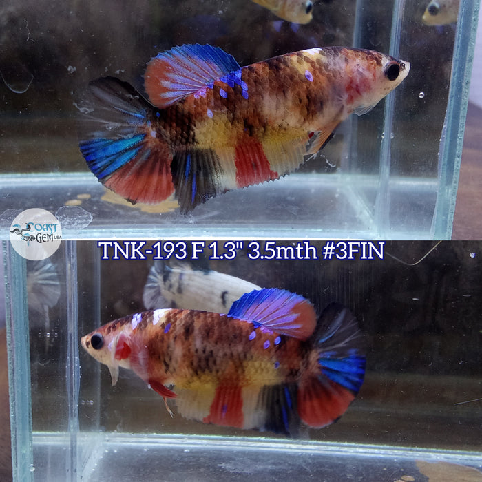 Live Female Betta Multicolors Plakat (TNK-193)S054 High quality what you see what you get!!