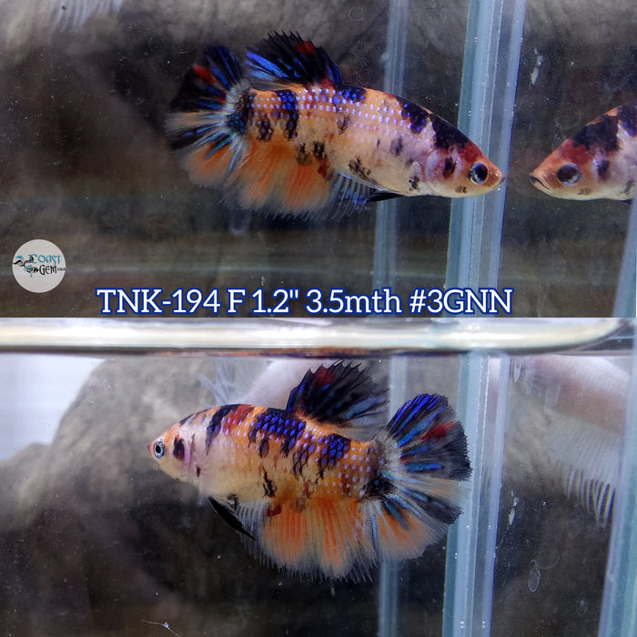 Live Female Betta Orange Black Nemo Halfmoon (TNK-194)S284 High quality what you see what you get!!