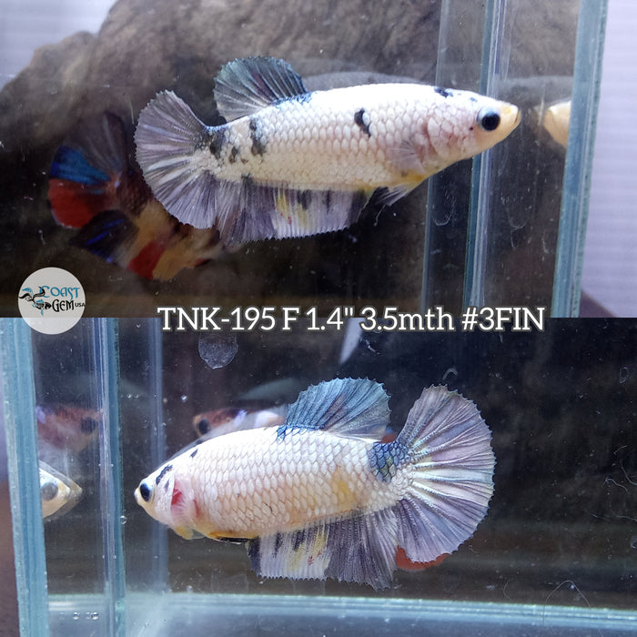 Live Female Betta Copper Fancy Dragon Plakat (TNK-195)S200 High quality what you see what you get!!