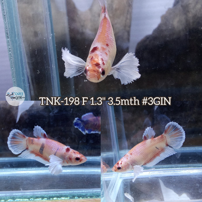 Live Female Betta Orange Nemo Dumbo Big ear Plakat (TNK-198)S058 High quality what you see what you get!!