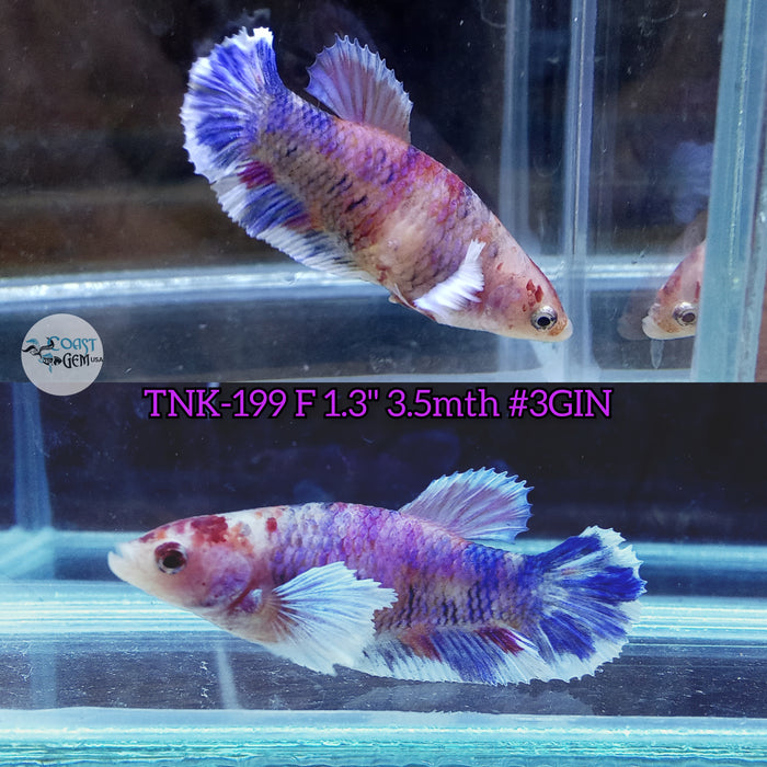 Live Female Betta Fancy Koi Dumbo Big ear Plakat (TNK-199)S206 High quality what you see what you get!!