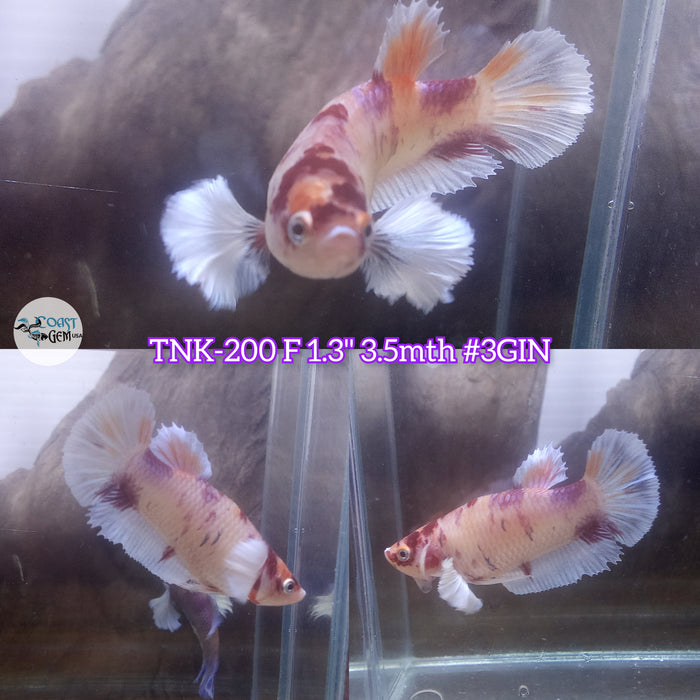 Live Female Betta Candy Dumbo Big ear Plakat (TNK-200)S282 High quality what you see what you get!!