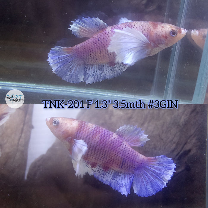 Live Female Betta Fancy koi Dumbo Big ear Plakat (TNK-201)S140 High quality what you see what you get!!