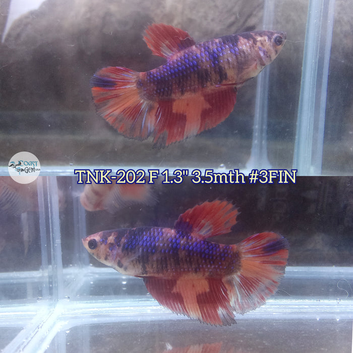 Live Female Betta Nemo Emerald Halfmoon (TNK-202)S209 High quality what you see what you get!!