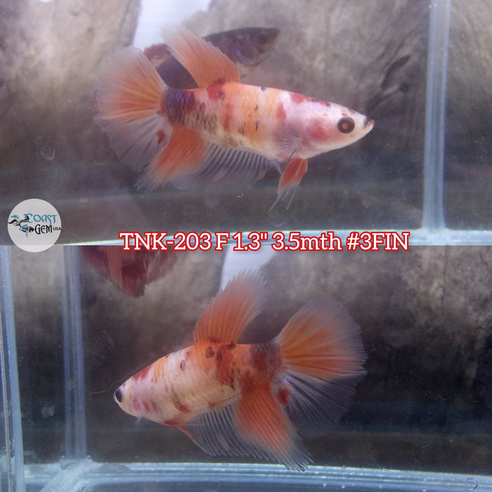 Live Female Betta Orange Nemo Koi Halfmoon (TNK-203)S280 High quality what you see what you get!!