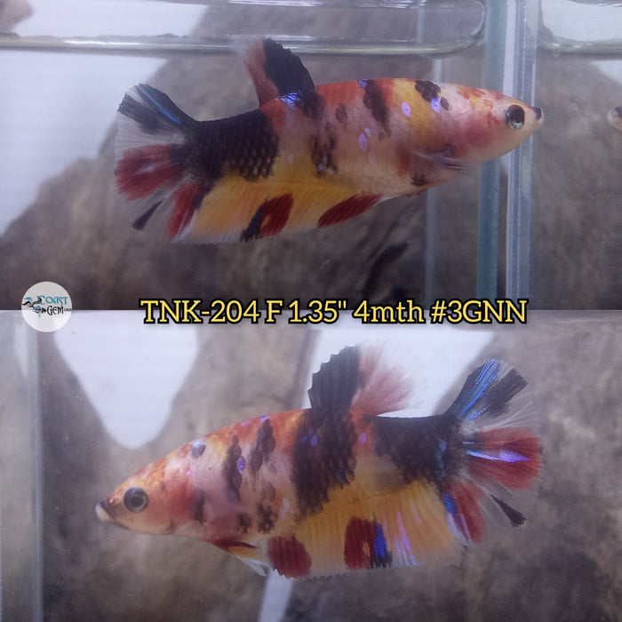 Live Female Betta Black Nemo Koi Plakat (TNK-204)S139 High quality what you see what you get!!