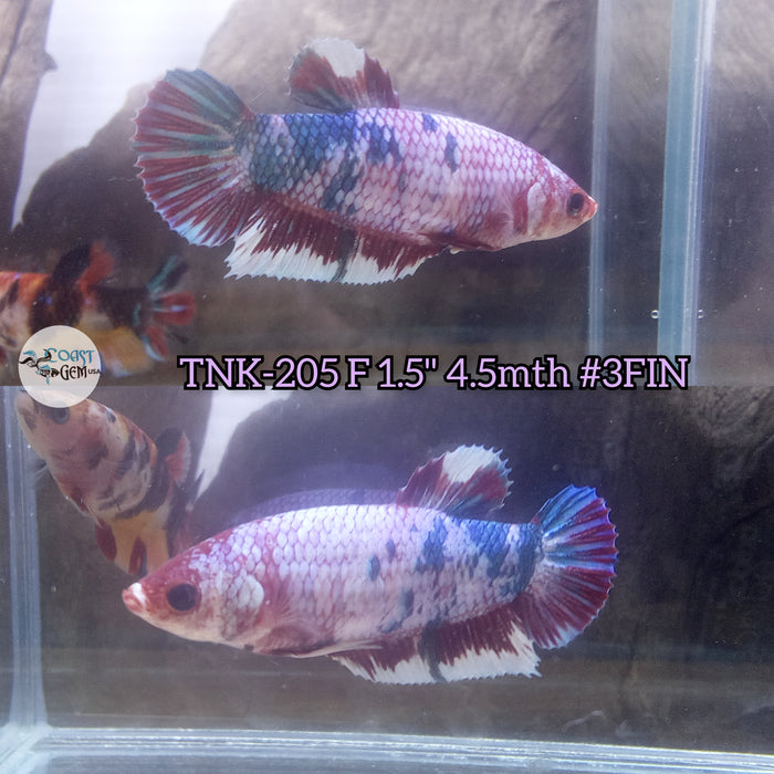 Live Female Betta Fancy marble Plakat (TNK-205)S279 High quality what you see what you get!!