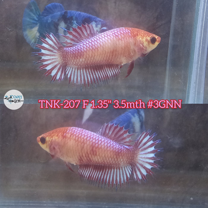 Live Female Betta Red Koi Crowntail Plakat (TNK-207)S071 High quality what you see what you get!!