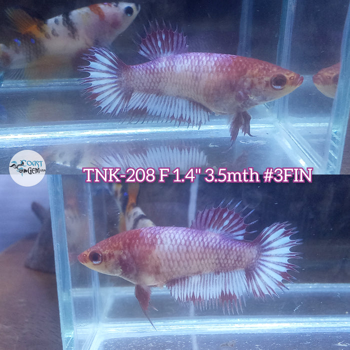 Live Female Betta Red Koi Crowntail Plakat (TNK-208)S207 High quality what you see what you get!!