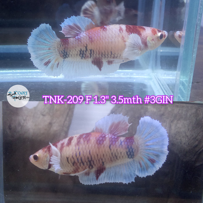 Live Female Betta Fancy Koi Dumbo Big ear Plakat (TNK-209)S142 High quality what you see what you get!!