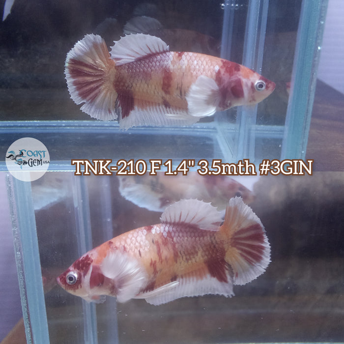 Live Female Betta Nemo Dumbo Big ear Plakat (TNK-210)S210 High quality what you see what you get!!