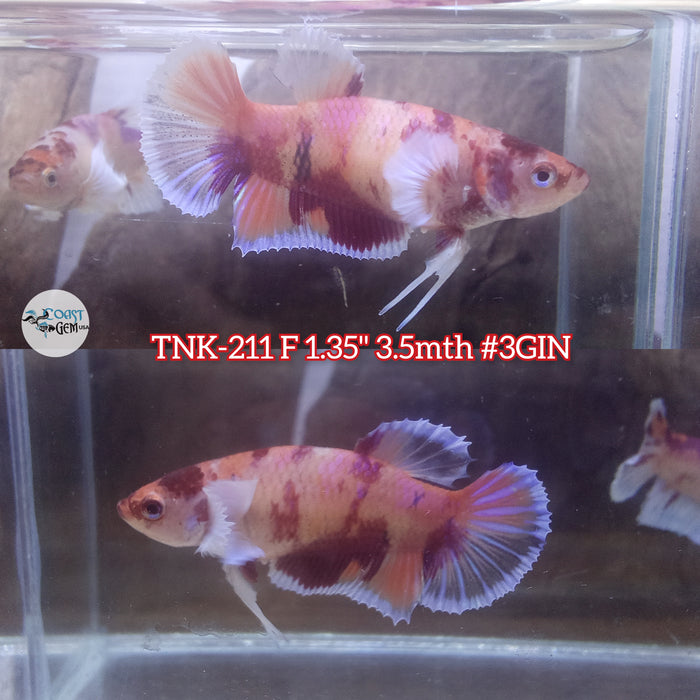 Live Female Betta Nemo Dumbo Big ear Plakat (TNK-211)S135 High quality what you see what you get!!