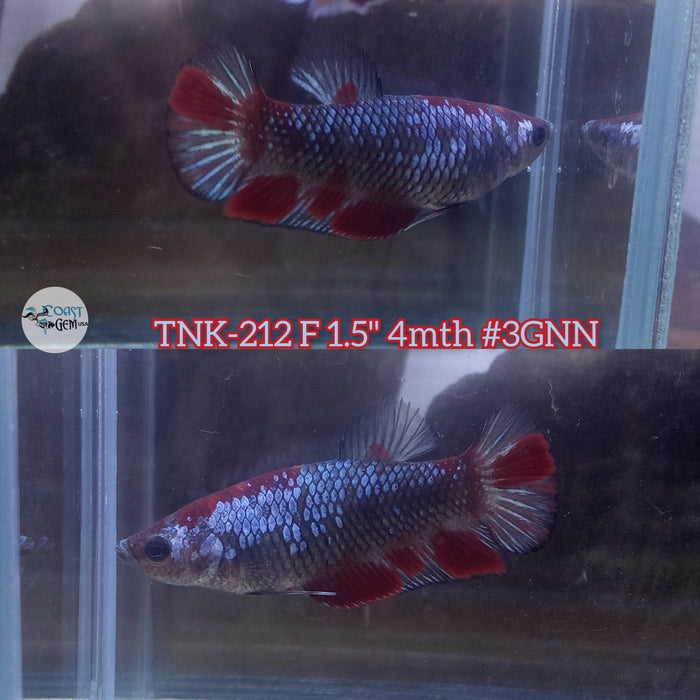 Live Female Betta Galaxy Black Koi Plakat (TNK-212)S072 High quality what you see what you get!!