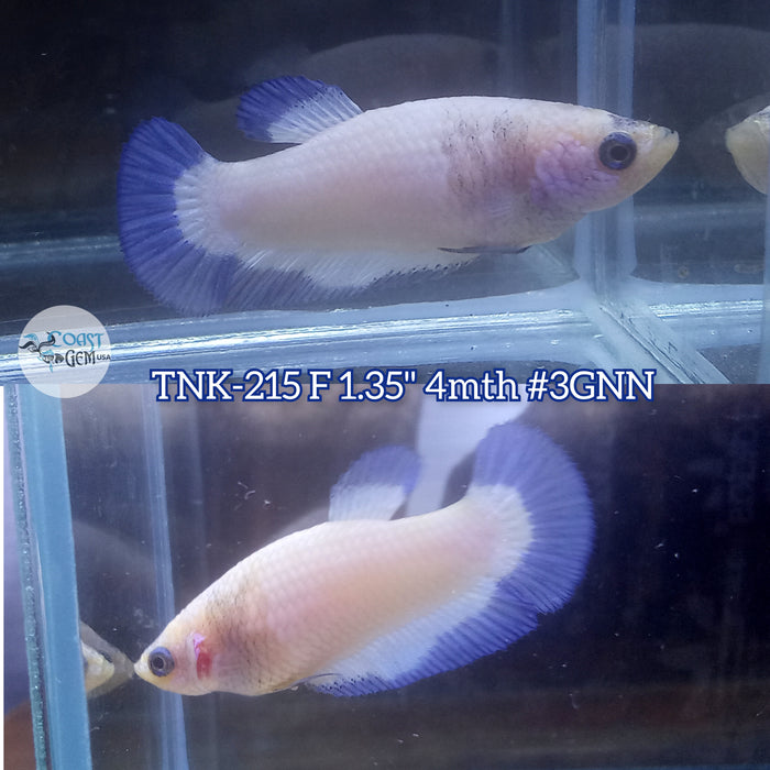 Live Female Betta Blue rim marble Plakat (TNK-215)S063 High quality what you see what you get!!