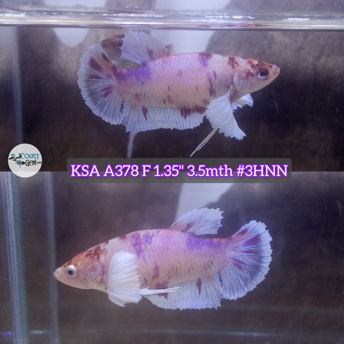 Live Female Betta Candy Dumbo Big ear Plakat (KSA-A378) High quality what you see what you get!!