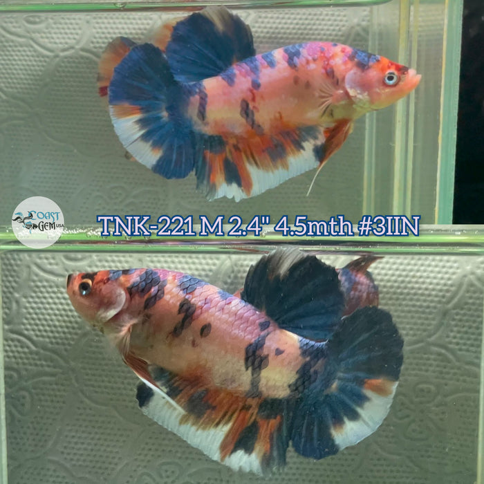 Live Male Betta Fancy marble Giants Plakat (TNK-221)S198 High quality what you see what you get!!