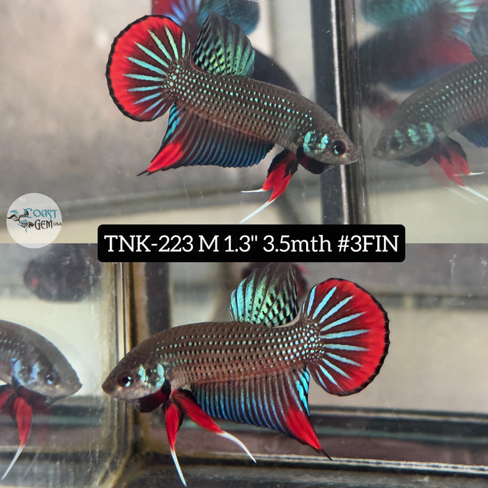 Live Male Betta Green-Red imbellis wild Plakat (TNK-223)S057 High quality what you see what you get!!