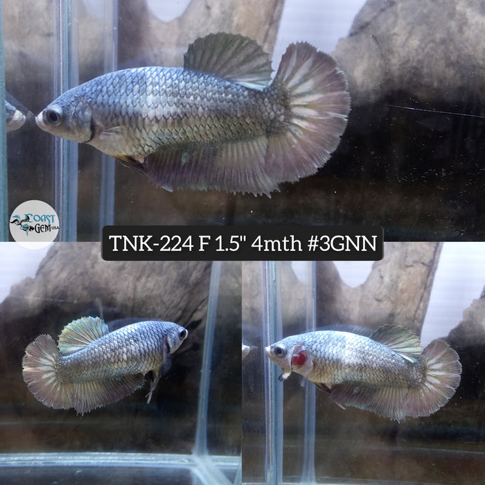 Live Female Betta Fancy Copper Plakat (TNK-224)S288 High quality what you see what you get!!