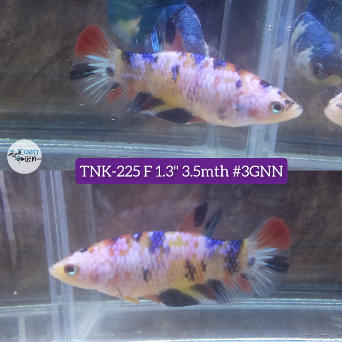 Live Female Betta Fancy Koi Metallic Plakat (TNK-225)S205 High quality what you see what you get!!