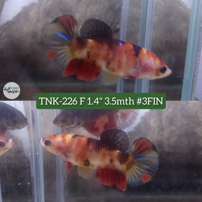 Live Female Betta Black Red Nemo Plakat (TNK-226)S127 High quality what you see what you get!!