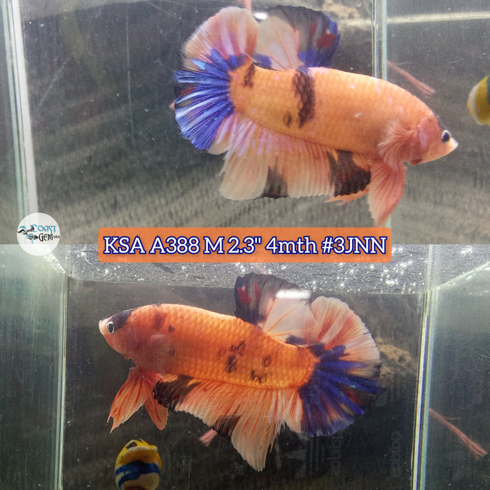 Live Male Betta Orange Fancy Koi Giants Plakat (KSA-A388) High quality what you see what you get!!