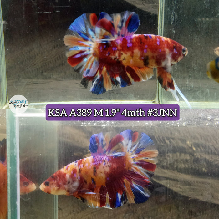 Live Male Betta Multi colors Giants Plakat (KSA-A389) High quality what you see what you get!!