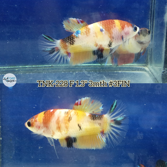 Live Female Betta Classic Nemo Koi Plakat (TNK-228) High quality what you see what you get!!