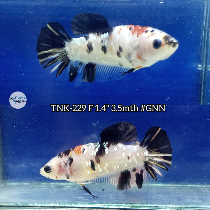 Live Female Betta Black Copper Galaxy Koi Plakat (TNK-229) High quality what you see what you get!!