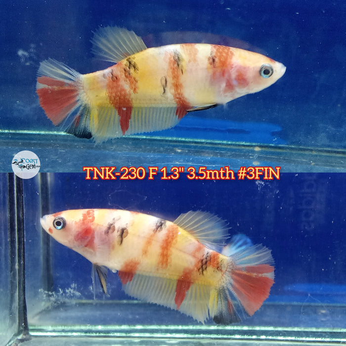 Live Female Betta Classic Nemo Koi Plakat (TNK-230) High quality what you see what you get!!