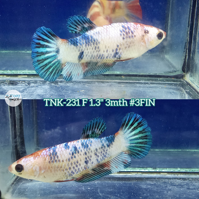 Live Female Betta Fancy marble Plakat (TNK-231) High quality what you see what you get!!