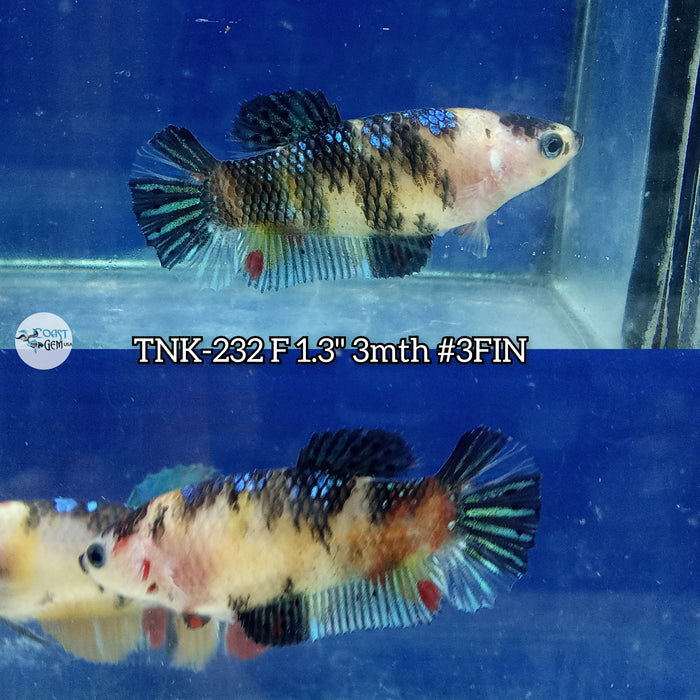 Live Female Betta Black Galaxy Koi Plakat (TNK-232) High quality what you see what you get!!