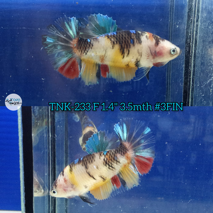 Live Female Betta Galaxy Koi Plakat (TNK-233) High quality what you see what you get!!