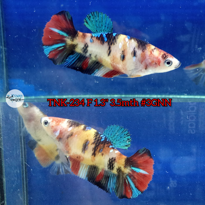 Live Female Betta Black Red Galaxy Koi Plakat (TNK-234) High quality what you see what you get!!