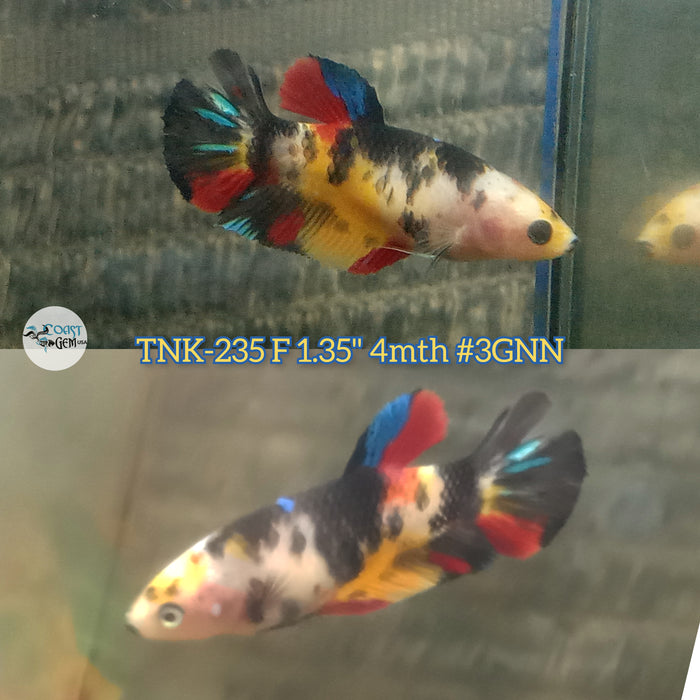 Live Female Betta Black Red Galaxy Koi Plakat (TNK-235) High quality what you see what you get!!