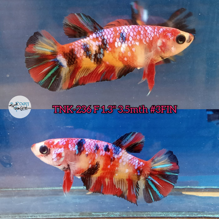 Live Female Betta Red Galaxy Koi Plakat (TNK-236) High quality what you see what you get!!