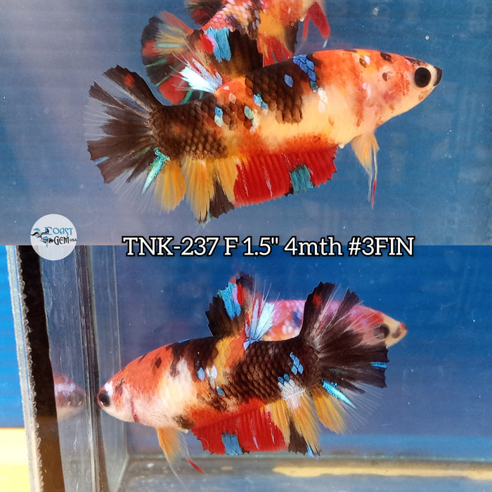 Live Female Betta Black Red Galaxy Koi Plakat (TNK-237) High quality what you see what you get!!