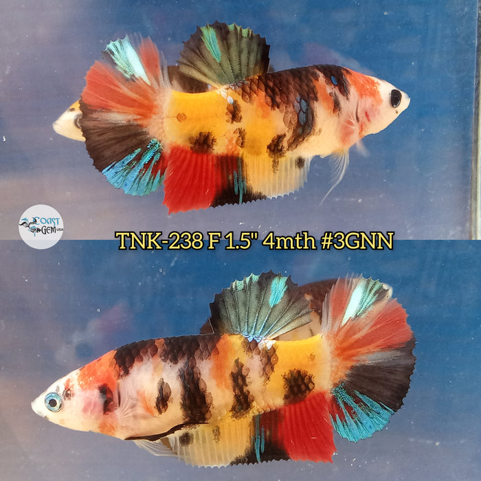 Live Female Betta Black Yellow Koi Plakat (TNK-238) High quality what you see what you get!!