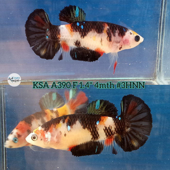 Live Female Betta Black Galaxy Koi Plakat (KSA-A390) High quality what you see what you get!!